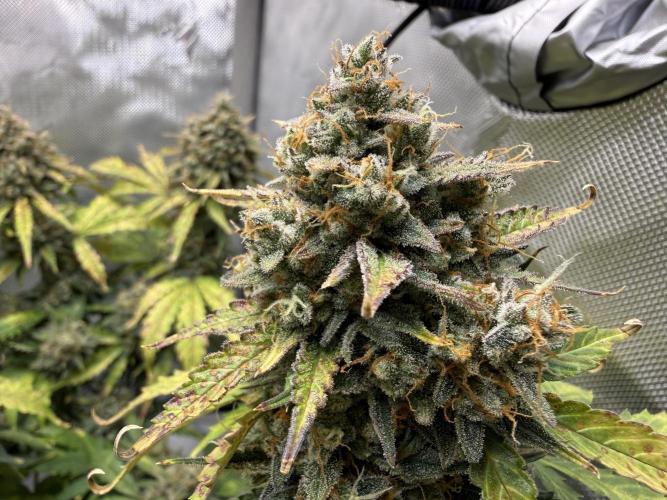 Blue Mystic Auto. Week 11