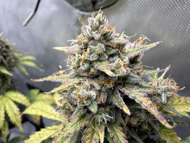 Blue Mystic Auto. Week 11