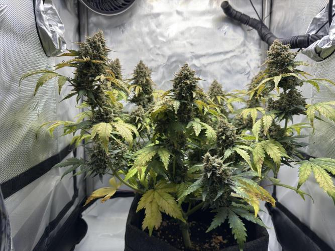 Blue Mystic Auto. Week 11