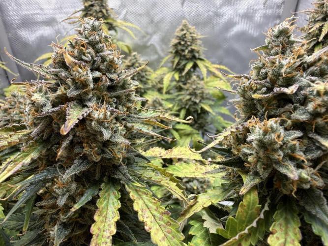 Blue Mystic Auto. Week 11