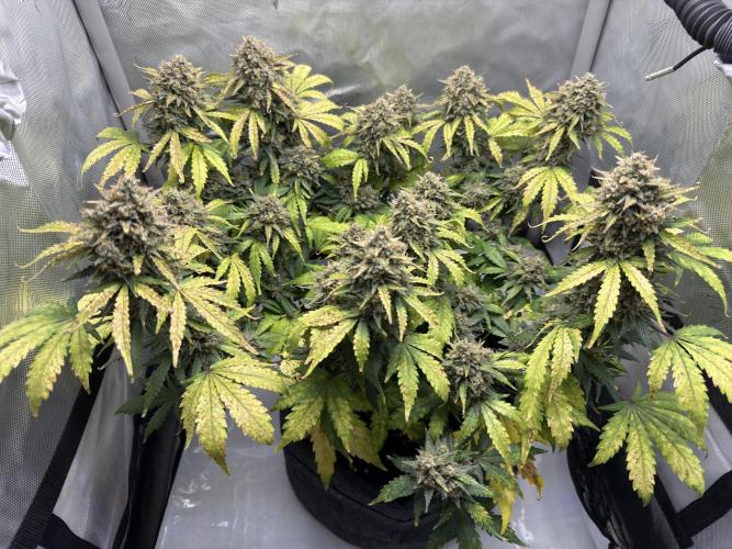 Blue Mystic Auto. Week 11