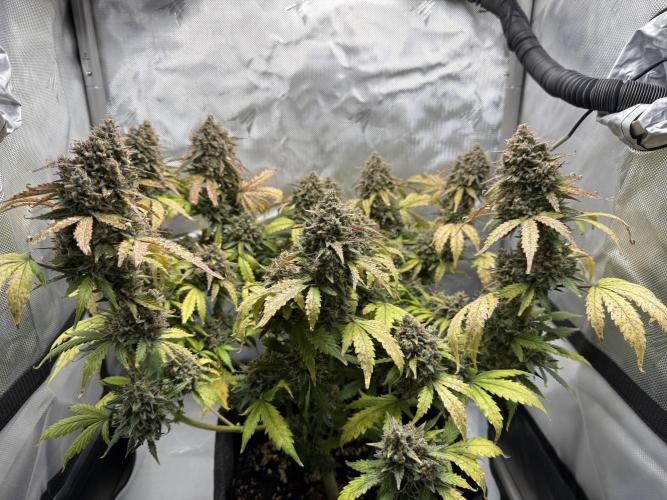 Blue Mystic Auto. Week 12
