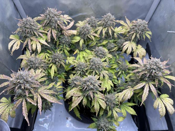 Blue Mystic Auto. Week 12