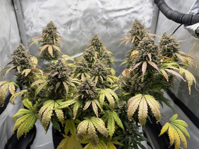 Blue Mystic Auto. Week 12