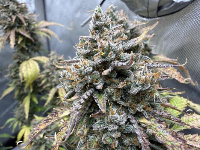 Blue Mystic Auto. Week 12