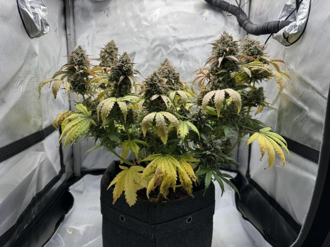 Blue Mystic Auto. Week 12