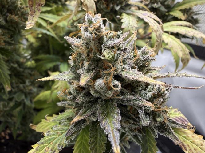 Blue Mystic Auto. Week 13