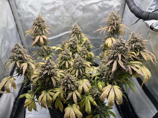 Blue Mystic Auto. Week 13
