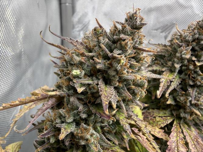 Blue Mystic Auto. Week 13