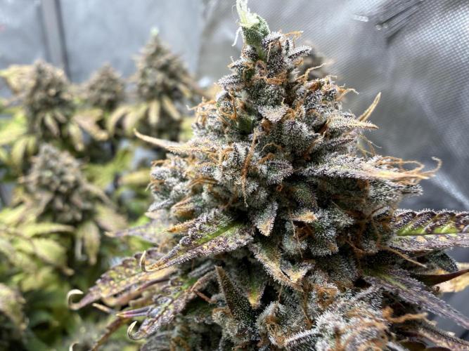 Blue Mystic Auto. Week 13
