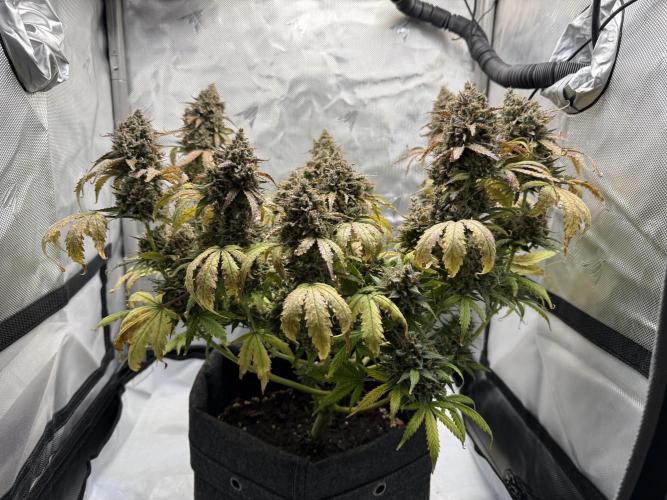 Blue Mystic Auto. Week 13