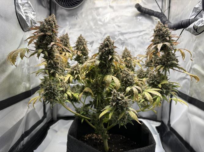 Blue Mystic Auto. Week 13