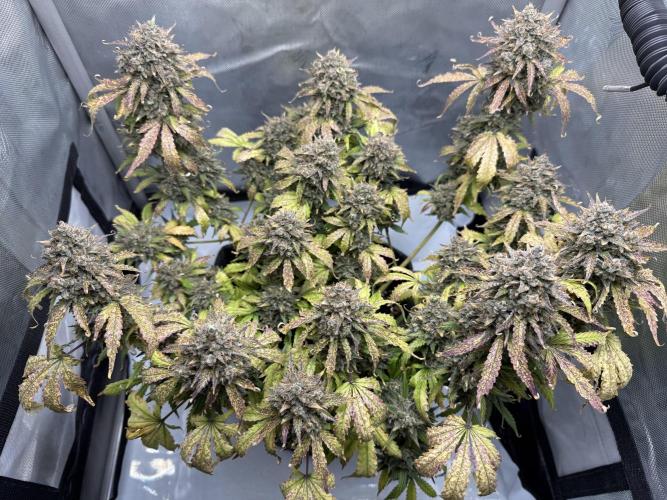 Blue Mystic Auto. Week 13