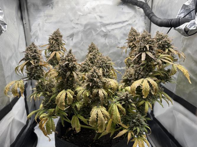 Blue Mystic Auto. Week 14