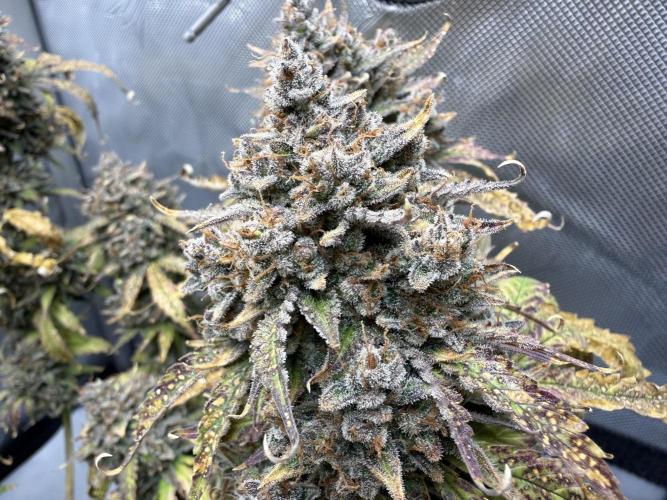 Blue Mystic Auto. Week 14