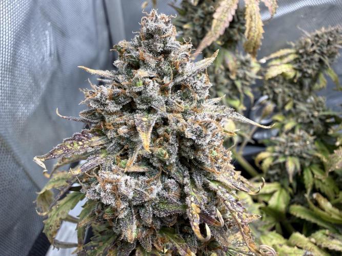 Blue Mystic Auto. Week 14