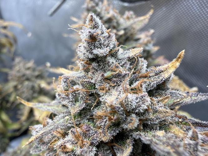 Blue Mystic Auto. Week 14