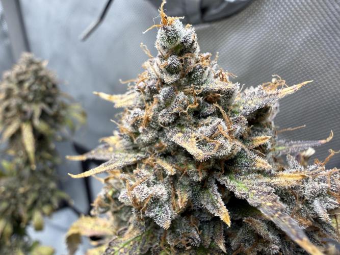Blue Mystic Auto. Week 14