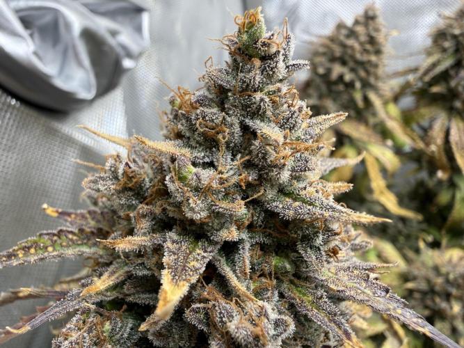 Blue Mystic Auto. Week 14