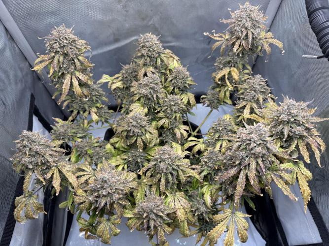 Blue Mystic Auto. Week 14