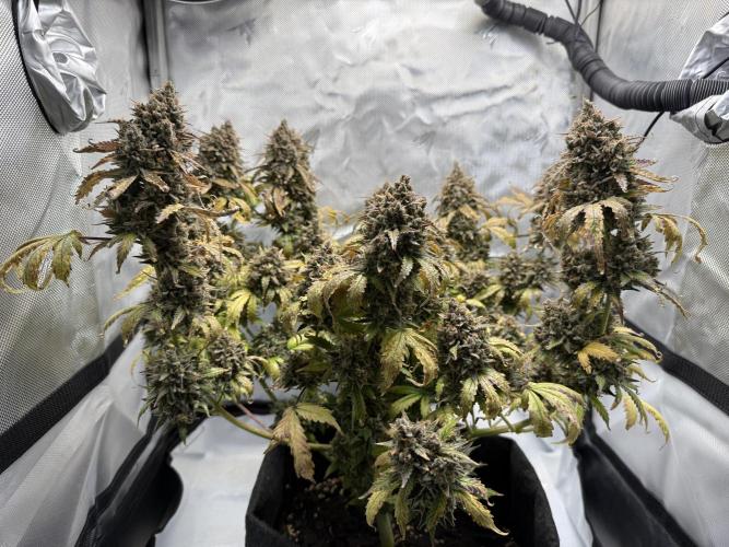 Blue Mystic Auto. Week 14
