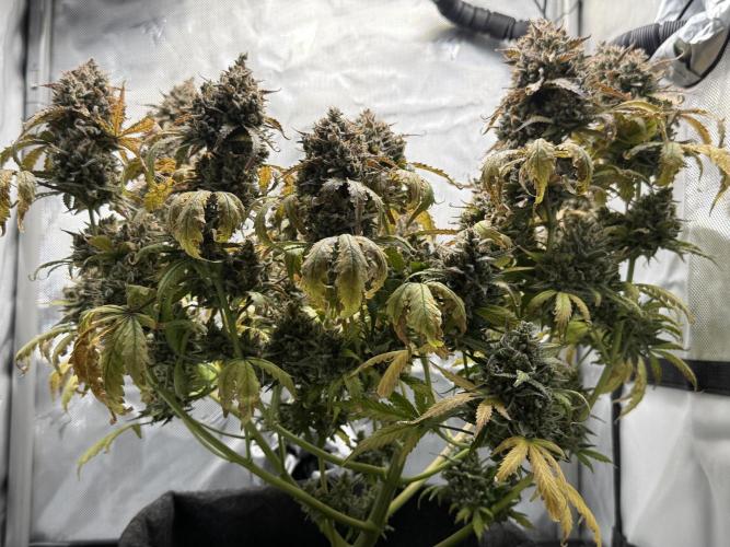 Blue Mystic Auto. Week 14