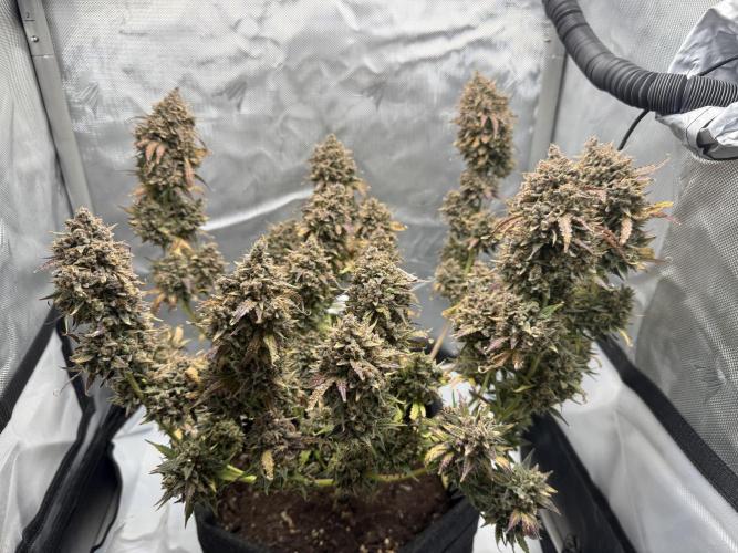 Blue Mystic Auto. Week 15