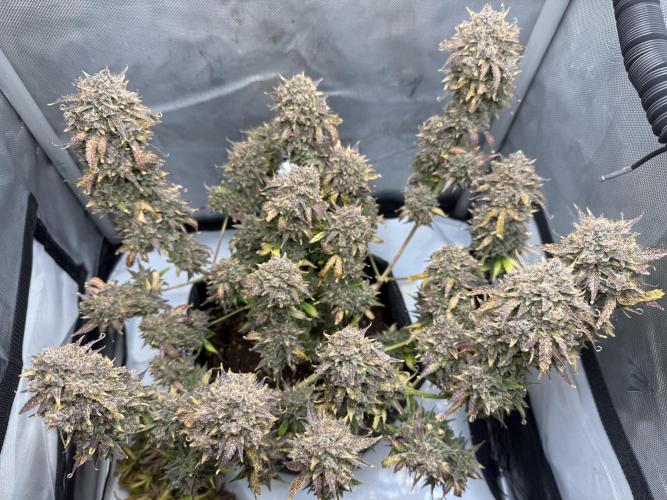 Blue Mystic Auto. Week 15