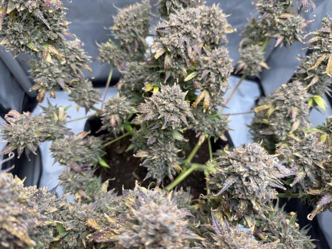 Blue Mystic Auto. Week 15