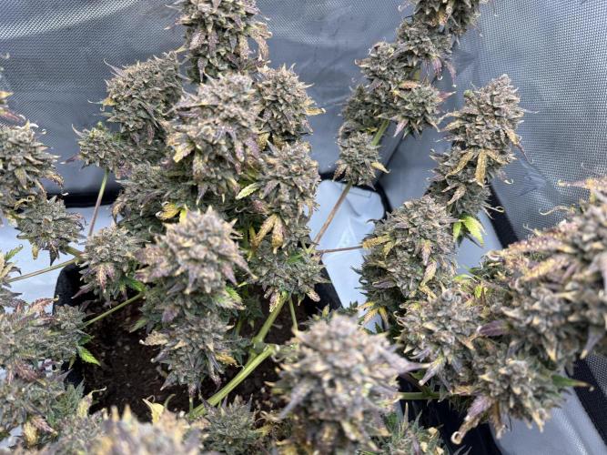 Blue Mystic Auto. Week 15