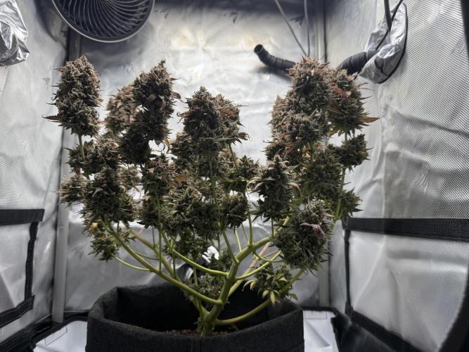 Blue Mystic Auto. Week 15