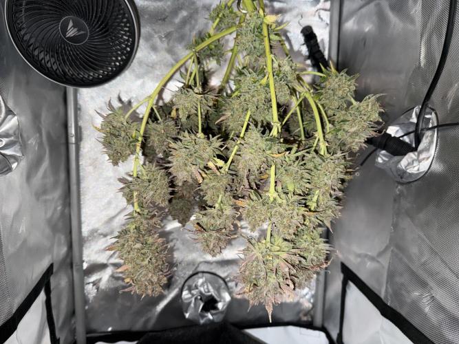 Blue Mystic Auto. Week 15