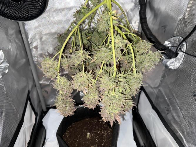 Blue Mystic Auto. Week 15