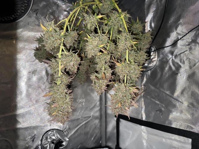 Blue Mystic Auto. Week 15