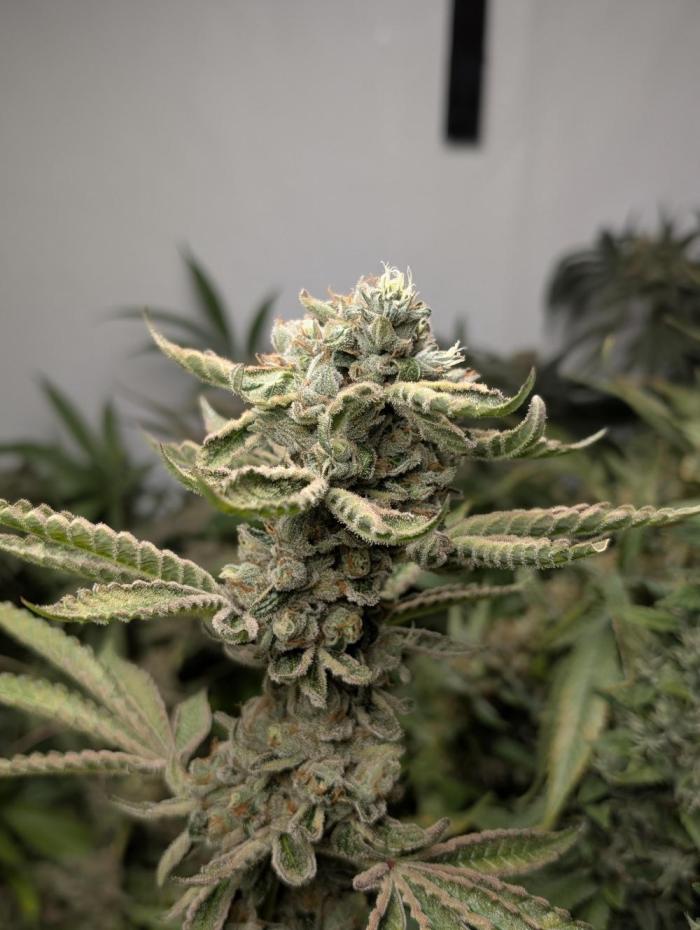 Gorilla Glue #4 Linda Seeds. Week 9