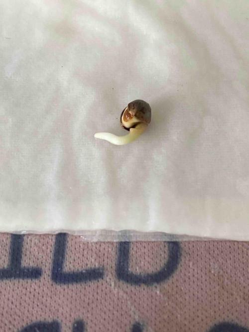 Pablo Escobar alive. Week 0