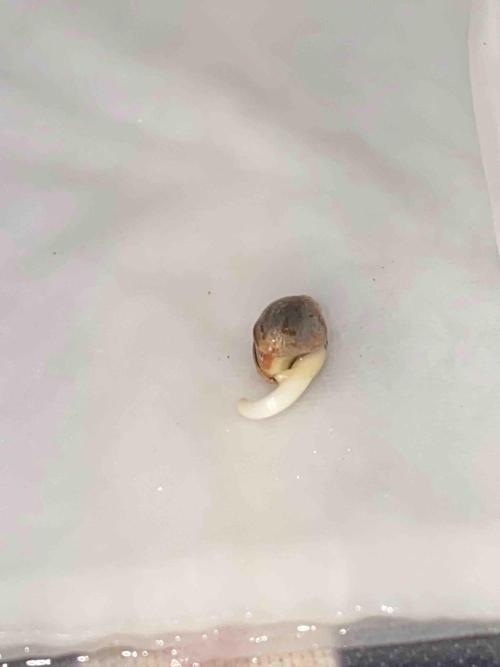 Pablo Escobar alive. Week 0