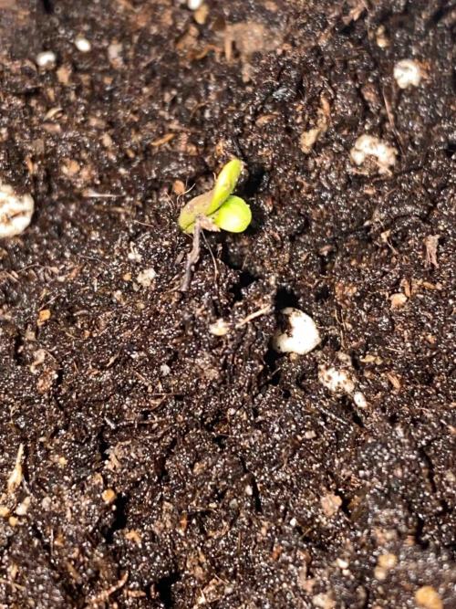 Pablo Escobar alive. Week 0