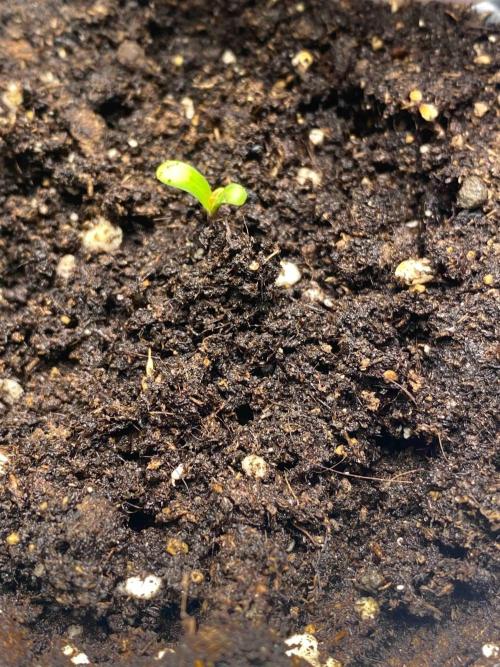 Pablo Escobar alive. Week 0