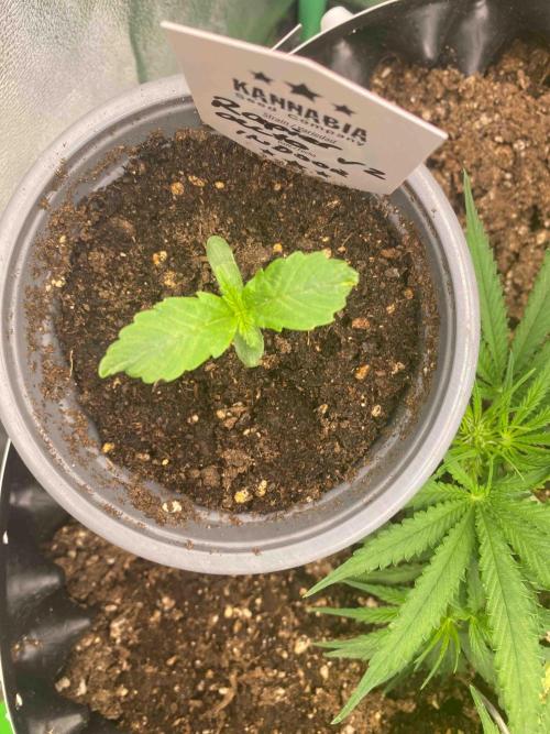 Pablo Escobar alive. Week 1