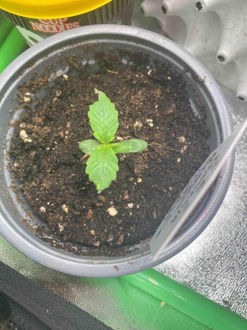 Pablo Escobar alive. Week 1