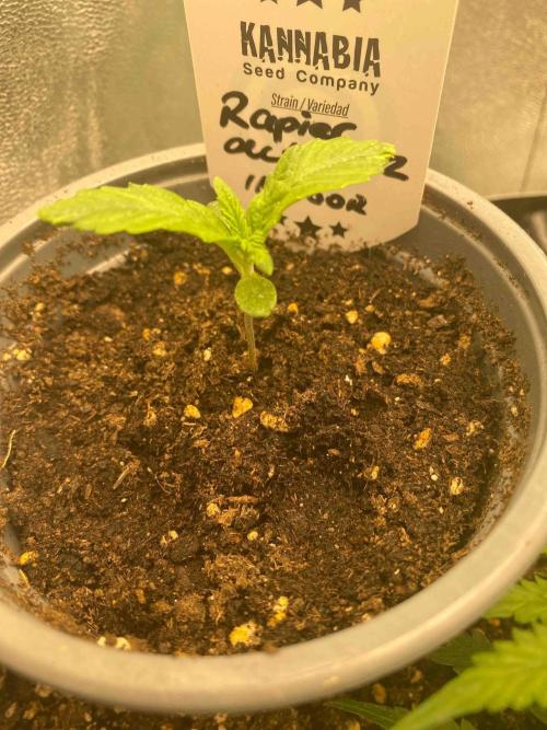 Pablo Escobar alive. Week 1