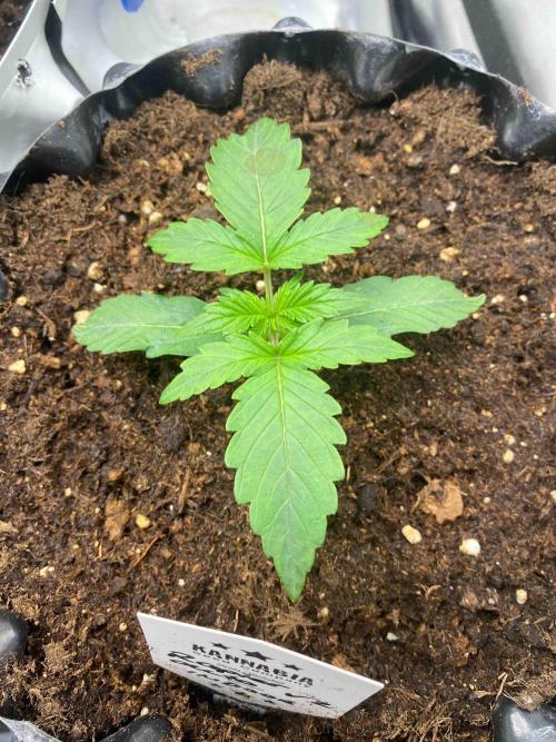 Pablo Escobar alive. Week 1