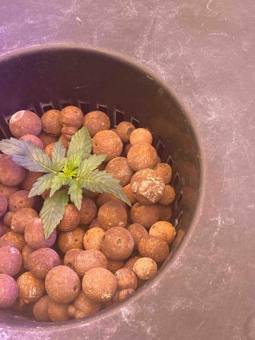 Pablo Escobar alive. Week 2