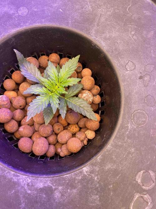 Pablo Escobar alive. Week 2