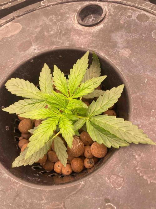 Pablo Escobar alive. Week 3