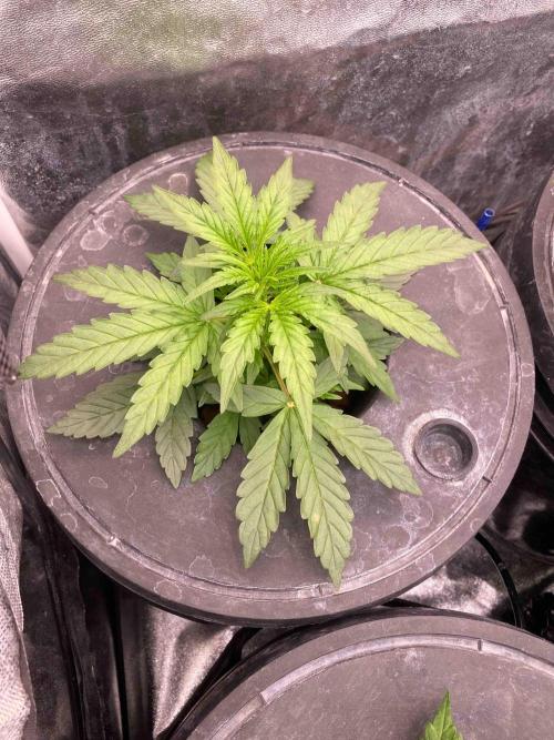 Pablo Escobar alive. Week 4