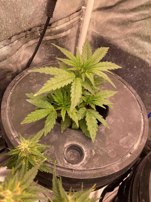 Pablo Escobar alive. Week 4