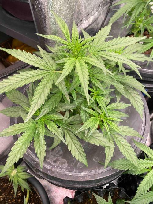 Pablo Escobar alive. Week 4