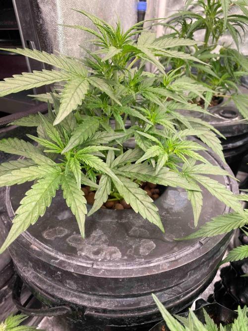 Pablo Escobar alive. Week 4